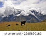Small photo of A herd of yaks in Himalaya mountains. Annapurna Circuit Trek, Manang District, Nepal, Asia. A group of yaks on a meadow with Himalayas in the background. Yak.