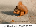 Small photo of squirrel eats from a person's hand.kindness of a person.feeds the squirrel.squirrels in the park.a squirrel eats a nut in an autumn park.squirrel eats a nut from a man's hand.caring for animals.animal
