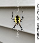 A Yellow Garden Spider Forming...
