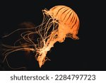 selective image of jellyfish isolated on black background