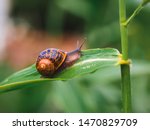 Big Snail In Shell Crawling On...