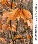 Brown Withered Leaves On Small...