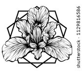 Design for your T-shirt Pattern for coloring book. Hand drawn line art of flower iris. For tattoo 