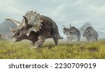 Group of triceratops walks in the valley . This is a 3d render illustration .