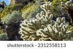 Mesmerizing Jumping Golden Cholla Cactus: Majestic 4K image of Cylindropuntia bigelovii in All Its Glory