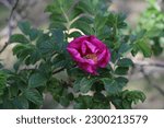 Small photo of rosier du japon spring garden
