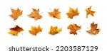 Small photo of Sycamore autumn leaf set isolated. Platanus brown foliage, maple leaves collection, eco garbage, forest litter component, big sycamore curved leaves on white background