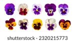 Small photo of Purple Violet Pansies Isolated, Tricolor Viola Close up, Viola Flowers Set, Heartsease Collection, Johnny Jump up or Three Faces in a Hood Flower on White Background, Clipping Path