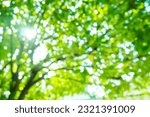 Blur image of Sun rays shines through forest trees,nature of green leaf in garden at summer,sunlight spring summer concept nature background.