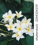 Small photo of The scent of frangipani is best described as exotic, tropical, heady, 'solar' (sun-kissed).