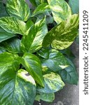 Small photo of Green and white golden pathos leaves