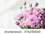 Chrysanthemum Pink Or Purple On ...