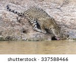 Wild Female Jaguar Drinking...