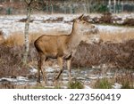 Red Deer Hind in low winter sun, Staffordshire , UK