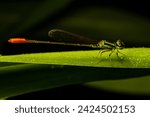 Small photo of Agriocnemis femina, the variable wisp or pinhead wisp, is a species of damselfly in the family Coenagrionidae.[4] It is a small damselfly; mature males have a white pruinescence over their body