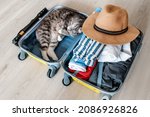 Small photo of Packing of luggage for vacation. The cat fell asleep in the compartment of the suitcase and is ready to go on a trip