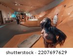 Small photo of 22 July 2022, Neanderthal Museum, Germany: Lucy - Australopithecus afarensis human ancestor by Charles Darwin Evolution Theory and anthropology science