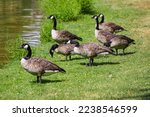 A flock of canadian geese...
