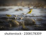 Bird Eastern yellow wagtail (Motacilla tschutschensis) in the wild