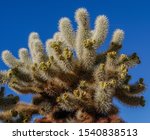 Teddy bear cholla cactus, AKA jumping cholla, (cylindropuntia bigelovii) with fruit against a clear blue sky in Joshua Tree National Park, California, USA.