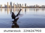 Black swan on swan river perth...