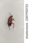Small photo of Dead cockroach on the floor. Cockroach also called roach. The cockroach is characterized by a flattened oval body, long threadlike antennae, and a shining black or brown leathery integument.