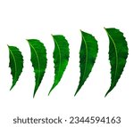 Small photo of A row of green neem leaves isolate on white background. Medical neem leaves.