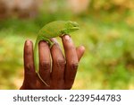 Small photo of Attractive green and orange striped chameleon, Furcifer bifidus on the fingers of a Malagasy conservationist facing the camera. Blurred colour background. Madagascar wildlife.