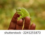 Small photo of Furcifer bifidus, Attractive green and orange striped chameleon on the brown fingers of a Malagasy conservationist facing the camera. Blurred colour background. Madagascar.