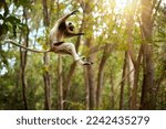 Jumping lemurs: Coquerel