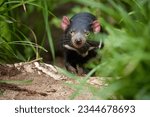Small photo of Portrait of Tasmanian devil, Sarcophilus harrisii,the largest carnivorous marsupial native to Tasmania island. Eye contact, blurred forest environment. Animal in human care.