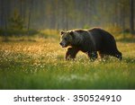 Brown Bear   Ursus Arctos  Huge ...
