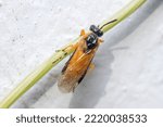 Small photo of Athalia ancilla sawfly posed on a green twig under the sun