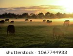 Rural landscape with herd of...