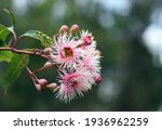 Small photo of Pink and white blossoms of the Australian native gum tree Corymbia Fairy Floss, family Myrtaceae. Grafted cultivar of Corymbia ficifolia which is endemic to Western Australia