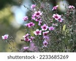 Small photo of Beautiful Australian native pink Manuka tea tree flowers of Leptospermum scoparium, family Myrtaceae, growing in Sydney. Endemic to south eastern Australia in NSW, Victoria and Tasmania.