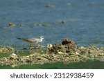 Small photo of Grey-tailed tattler, migratory birds from Siberia that migrate to the Ternate island