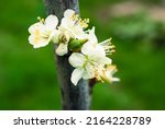 cherry flowers  beautiful... | Shutterstock . vector #2164228789