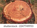 Small photo of tree thunk stump cut nature