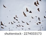 Hundreds of flying foxes fly...