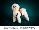 Small photo of Beautiful poodle dog portrait photography download the cheapest fee