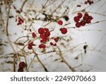 Red Berries Covered In Snow
