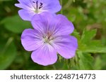 Small photo of Geranium Rozanne purple flower in the garden on a sunny day