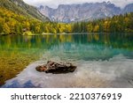 Amazing clear mountain lake in forest among fir trees in sunshine. Bright scenery with beautiful turquoise lake against the background of snow-capped mountains, mountains reflection, Italy