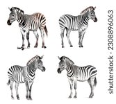 set of four zebras watercolor...