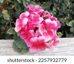 Pink Geranium Flowers In A...