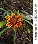 Small photo of Gazania linearis is a plant that produces large, solitary, daisy-like flowers that are invariably bright yellow.