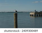 Horizontal view Small Seagull bird perched on wood piling on bayside at Jungle Prada de Narvaez Park looking west in St. Petersburg, Florida on a sunny day. Pier in the background.
