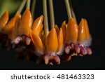 Softfocus Macro Flower Hoya...