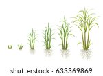 sugarcane evolution | Shutterstock .eps vector #633369869